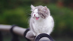 short-haired white and gray kitten, kittens, animals, cat HD wallpaper
