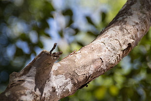 brown tree branch, branch, trees, blurred, lizards HD wallpaper