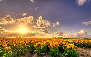 yellow Tulip flowers field at sunset