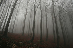 bare tree forest, forest, mist