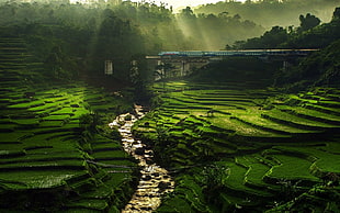 green rice field, nature, landscape, rice paddy, river
