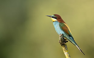 blue,brown, and yellow bird