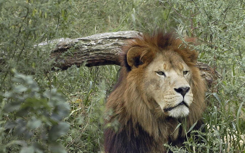 brown Lion HD wallpaper