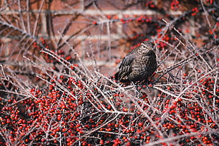 focus photography of brown thrusher bird