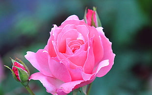 shallow focus of pink rose