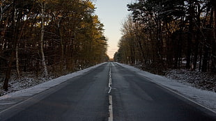 photo of roadway between trees