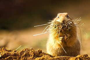 selective photography of a brown rodent HD wallpaper
