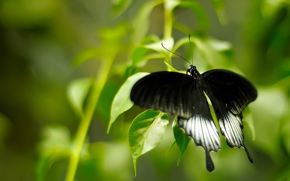 black butterfly on green leaf HD wallpaper