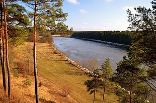 river and trees, nature, river, landscape