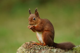depth of field photography of brown squirrel
