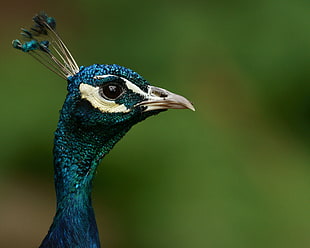 wildlife photography of blue peacock