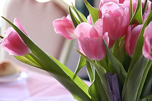 pink flowers, tulip HD wallpaper