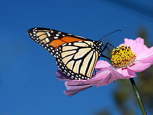 selective focus photography of butterfly on top of pink petaled flower's pollen HD wallpaper