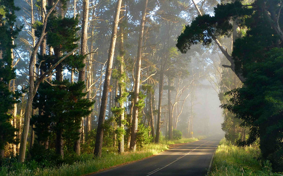 green trees, road, forest, grass, trees HD wallpaper