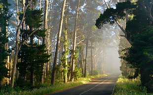 green trees, road, forest, grass, trees