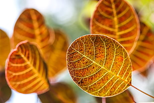 brown leaves close-up photography