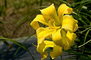 tilt shift lens photography of yellow flower