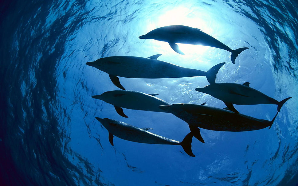 school of six dolphin, photography, sea, water, underwater HD wallpaper