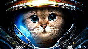 astronaut cat, cat, Starcraft II HD wallpaper