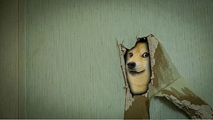 doge digital wallpaper, doge, memes HD wallpaper