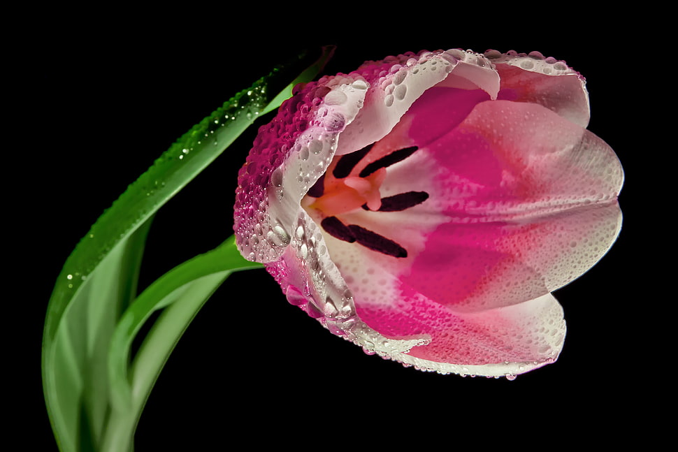 pink Tulip closeup photography HD wallpaper