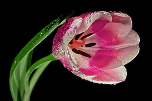 pink Tulip closeup photography