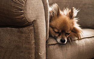 shallow focus photography of brown short coated puppy lying on couch