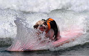 brown and white English Bulldog surfing during daytime