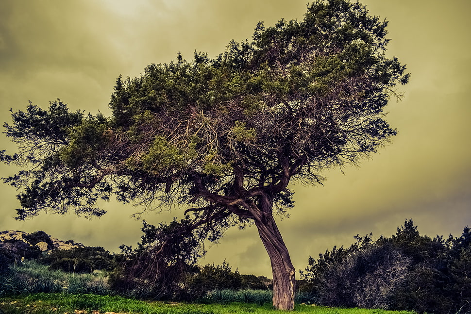 brown tree HD wallpaper