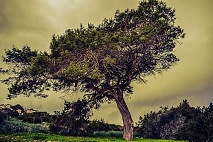 brown tree HD wallpaper