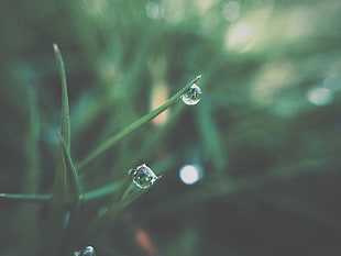 selective focus photography of green leaf plant with dews