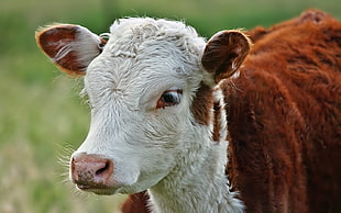 brown and white calf