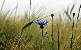 blue Cornflowers and wheats closeup photography