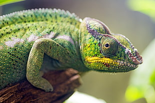 green Chameleon