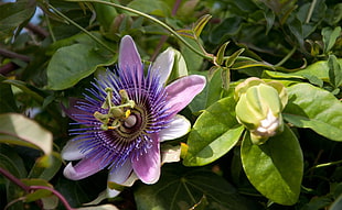 purple Passion flower in close photograpy HD wallpaper