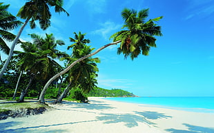 coconut tree on seashore during daytime HD wallpaper