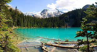 body of water, British Columbia, Canada, lake, forest HD wallpaper