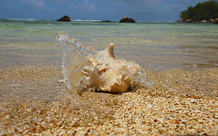 sea shell on sea shor