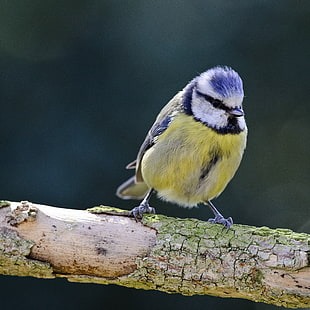 purple,white and yellow feathered bird on tree branch, blue tit