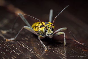 close up photo of yellow bug, wasp