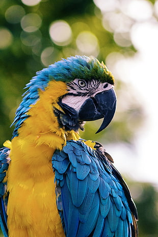blue, green, and yellow parrot bird