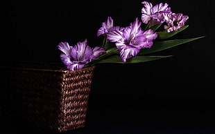 shallow focus photography of three purple flowers