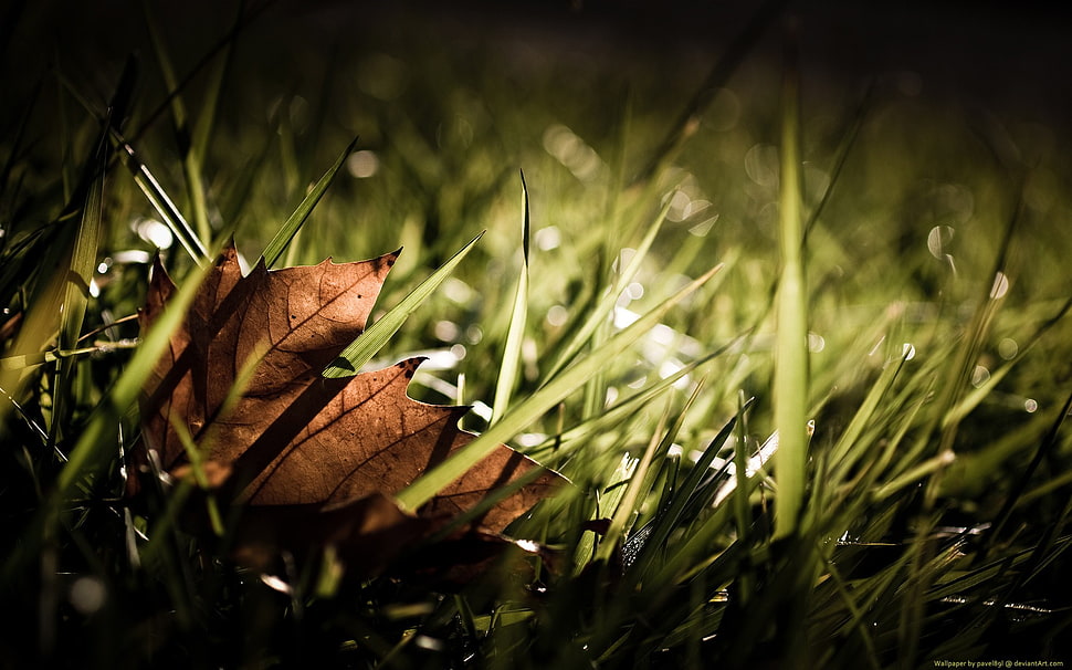 dried leaf, grass, leaves HD wallpaper