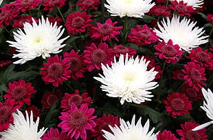 bed of white and red petaled flowers