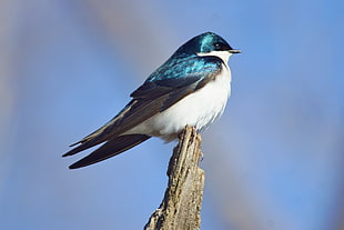 closed up bird on tip of branch of tree, tree swallow, horicon marsh