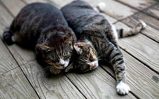 two brown tabby cats, cat, animals, wooden surface, stretching