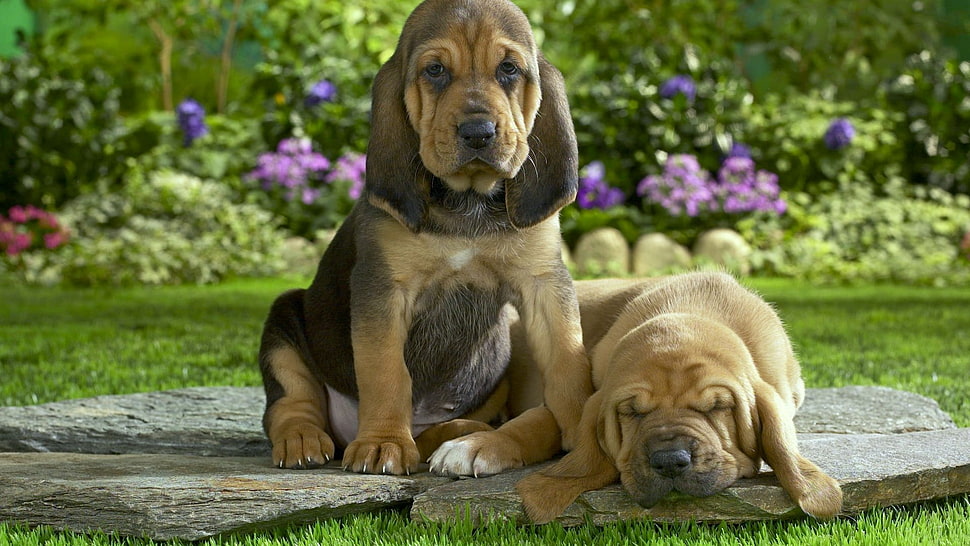 two brown Bloodhound puppies HD wallpaper