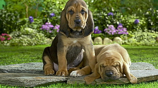two brown Bloodhound puppies
