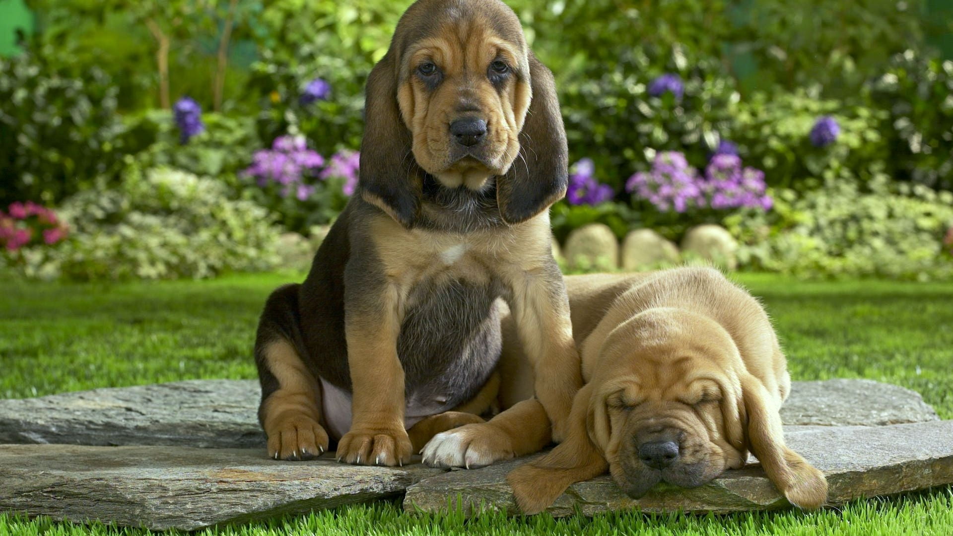 two brown Bloodhound puppies
