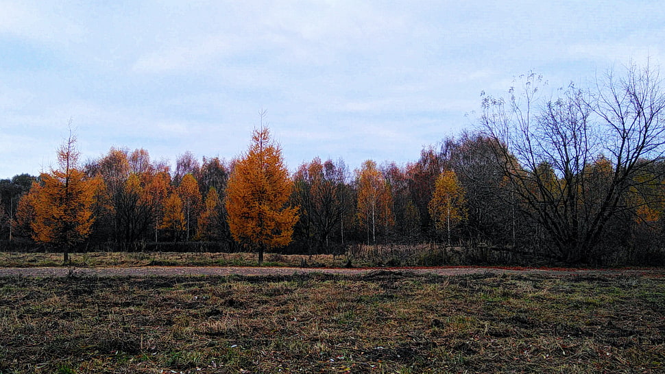 white and brown trees painting, fall, trees, grass, bleak HD wallpaper